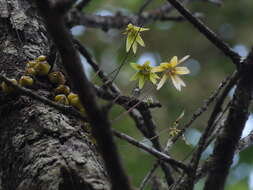 صورة Bulbophyllum fimbriatum (Lindl.) Rchb. fil.