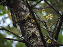 صورة Bulbophyllum fimbriatum (Lindl.) Rchb. fil.