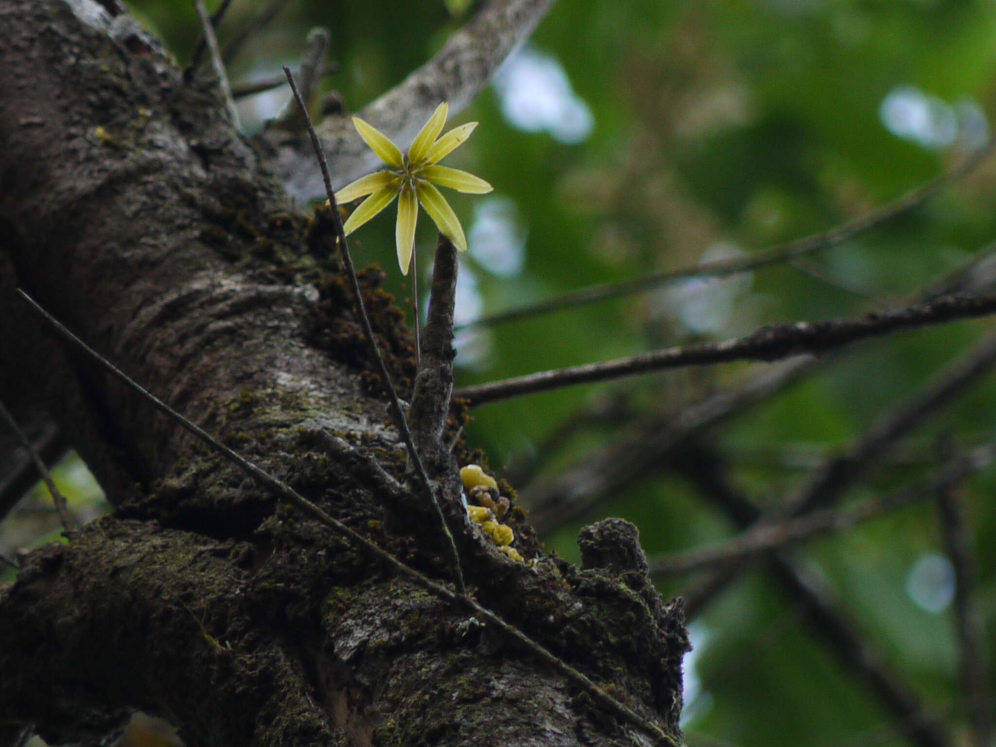 Bulbophyllum fimbriatum (Lindl.) Rchb. fil.的圖片