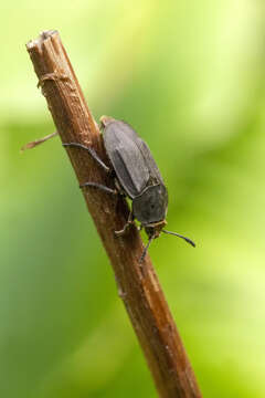 صورة Aclypea opaca (Linnaeus 1758)