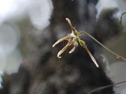 صورة Bulbophyllum fimbriatum (Lindl.) Rchb. fil.