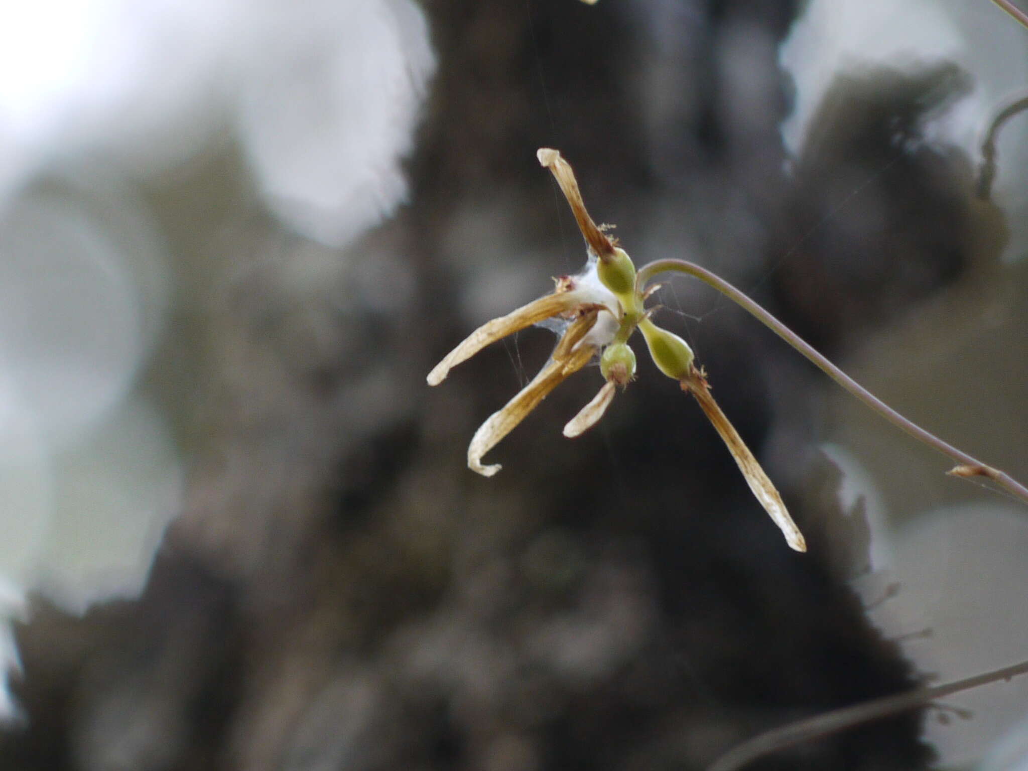 Bulbophyllum fimbriatum (Lindl.) Rchb. fil.的圖片