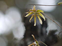 صورة Bulbophyllum fimbriatum (Lindl.) Rchb. fil.