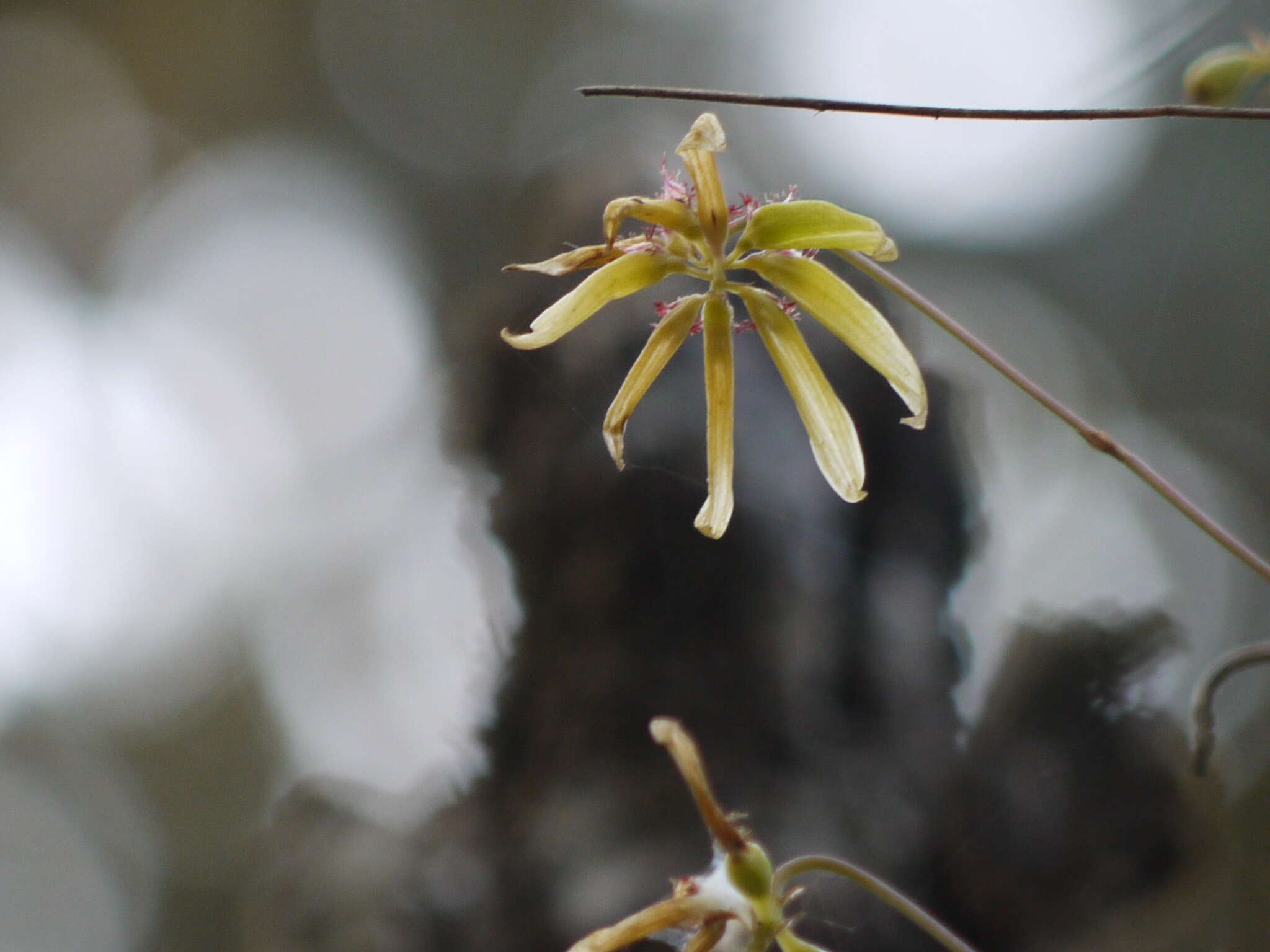 Bulbophyllum fimbriatum (Lindl.) Rchb. fil.的圖片