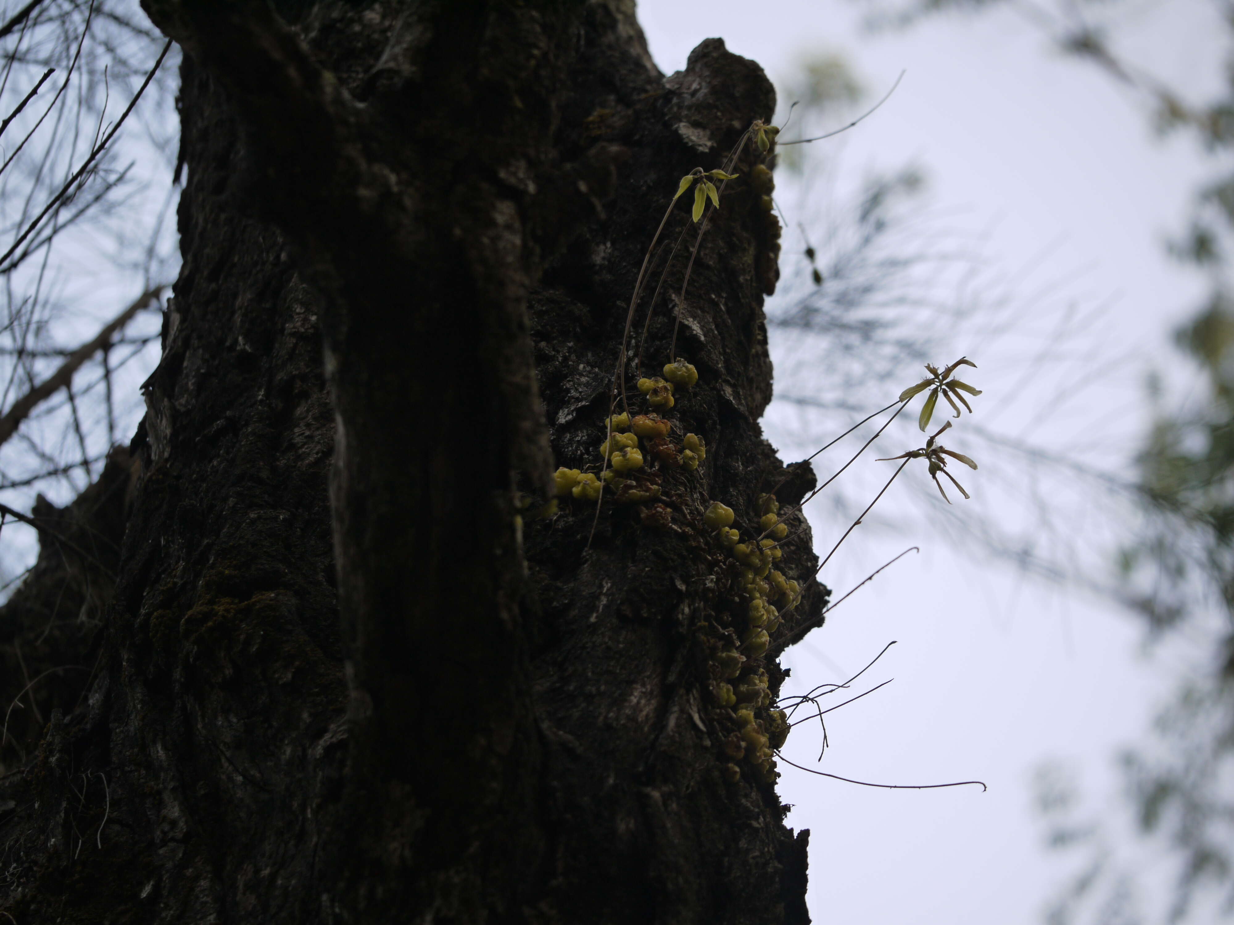 صورة Bulbophyllum fimbriatum (Lindl.) Rchb. fil.