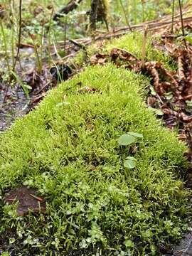 Image of New England bryhnia moss