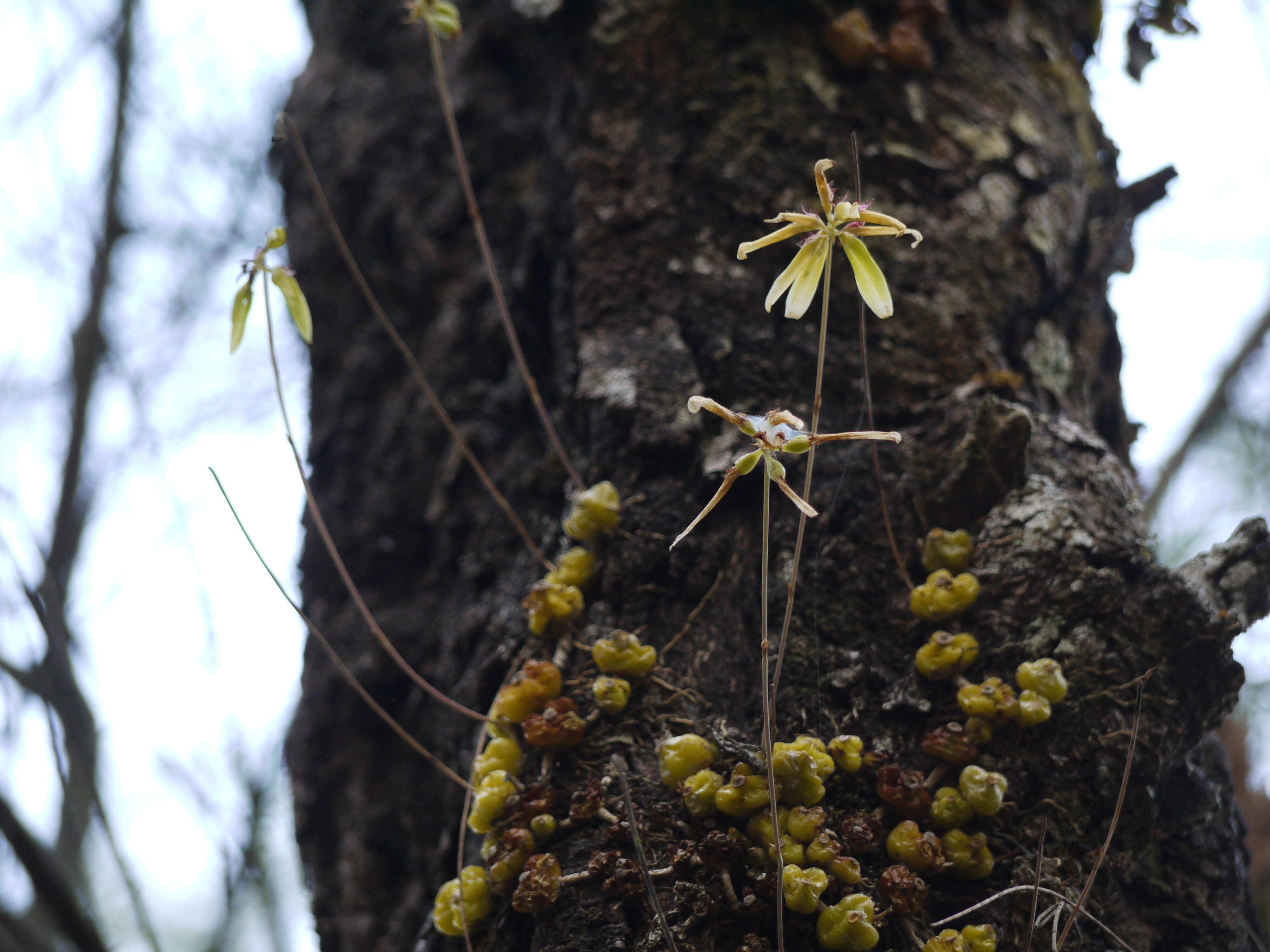 صورة Bulbophyllum fimbriatum (Lindl.) Rchb. fil.