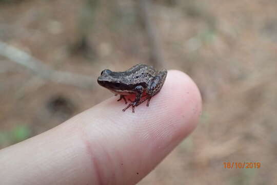 Image de Pseudacris ocularis (Holbrook 1838)