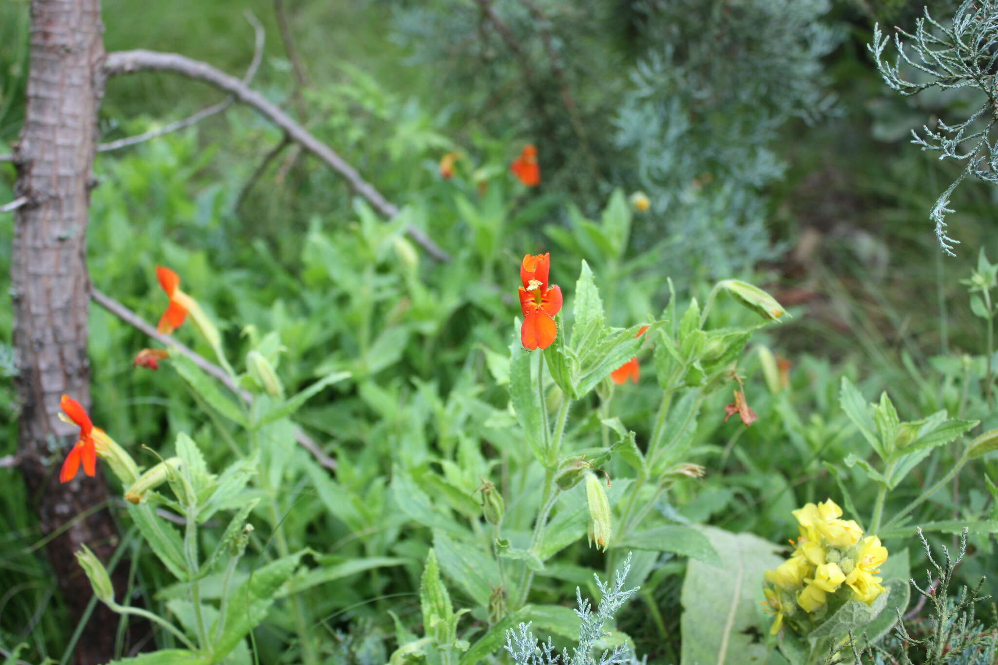 Erythranthe cinnabarina G. L. Nesom resmi