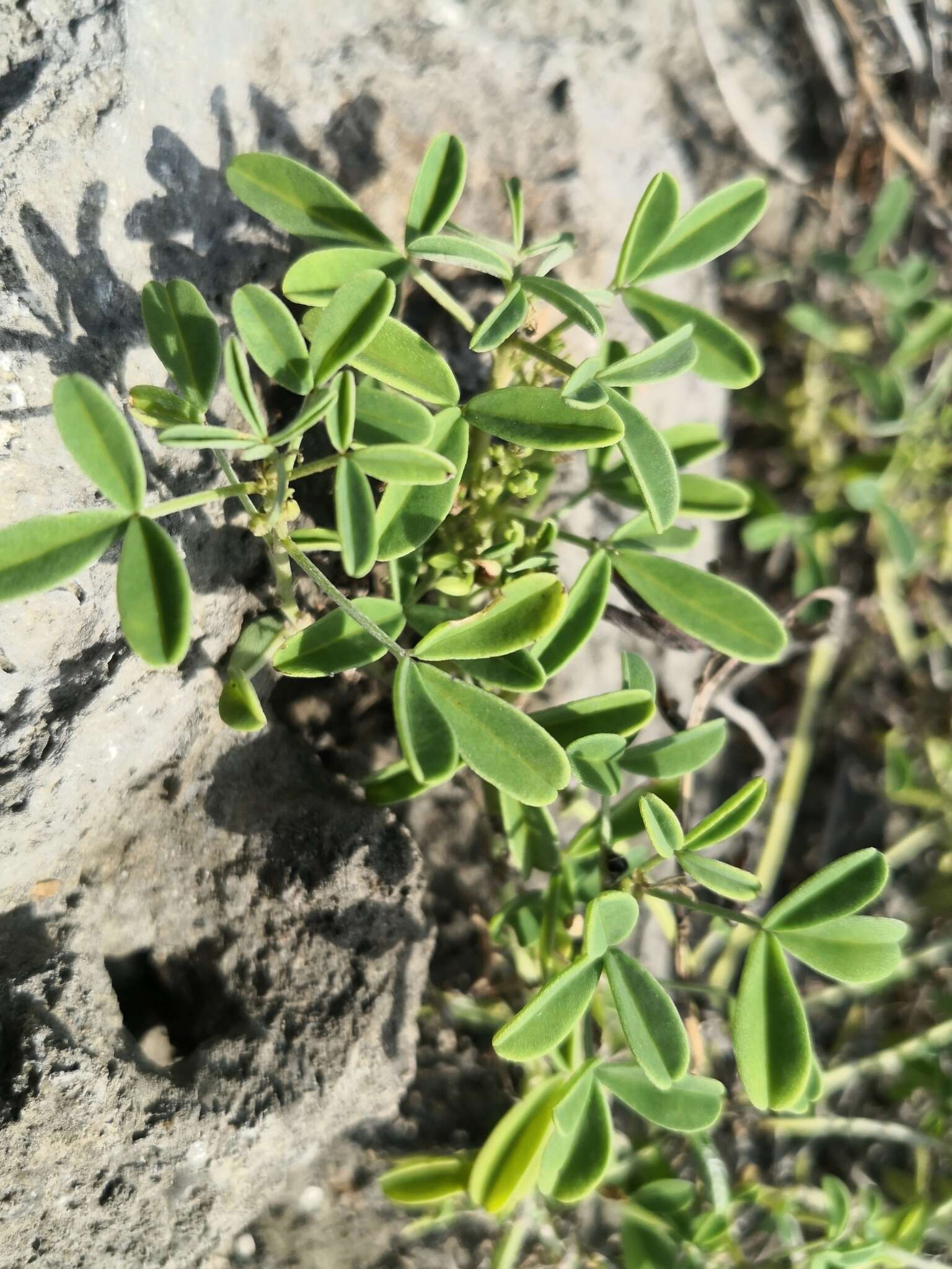 Image of threeleaf indigo