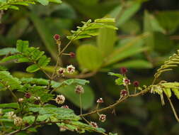 Image of Senegalia rugata (Lam.) Britton & Rose