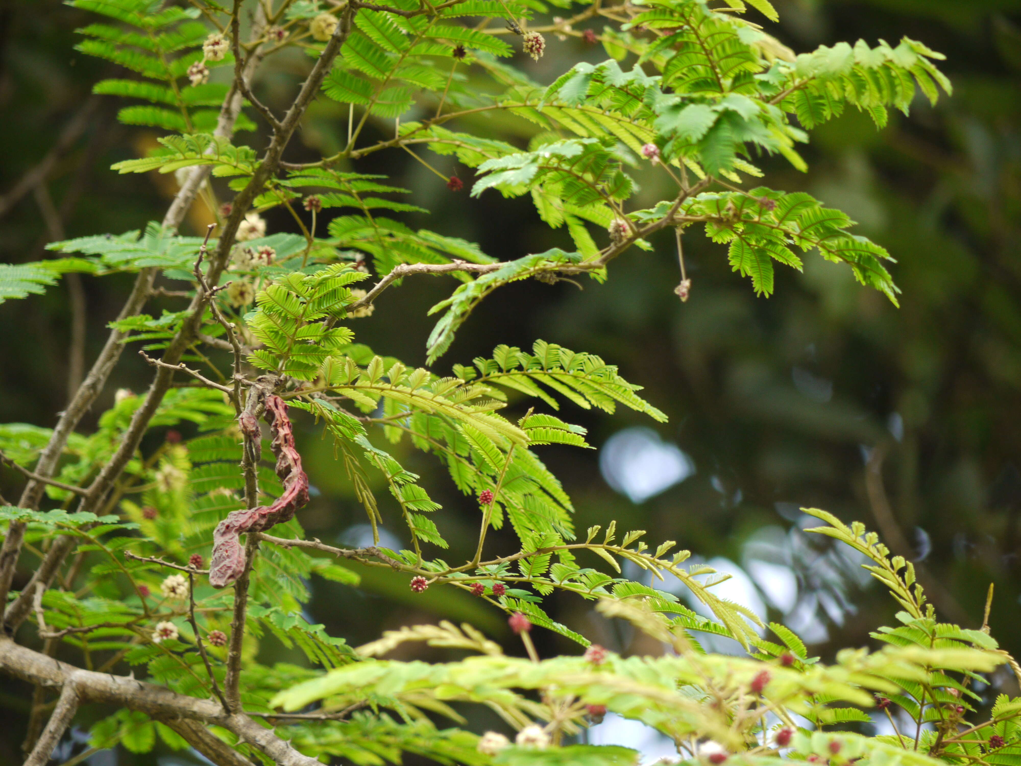 Image of Senegalia rugata (Lam.) Britton & Rose