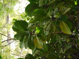 Image of robusta coffee