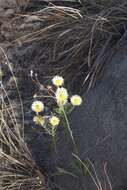 Image of Monkey-tail everlasting