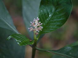 Imagem de Chassalia curviflora (Wall.) Thwaites