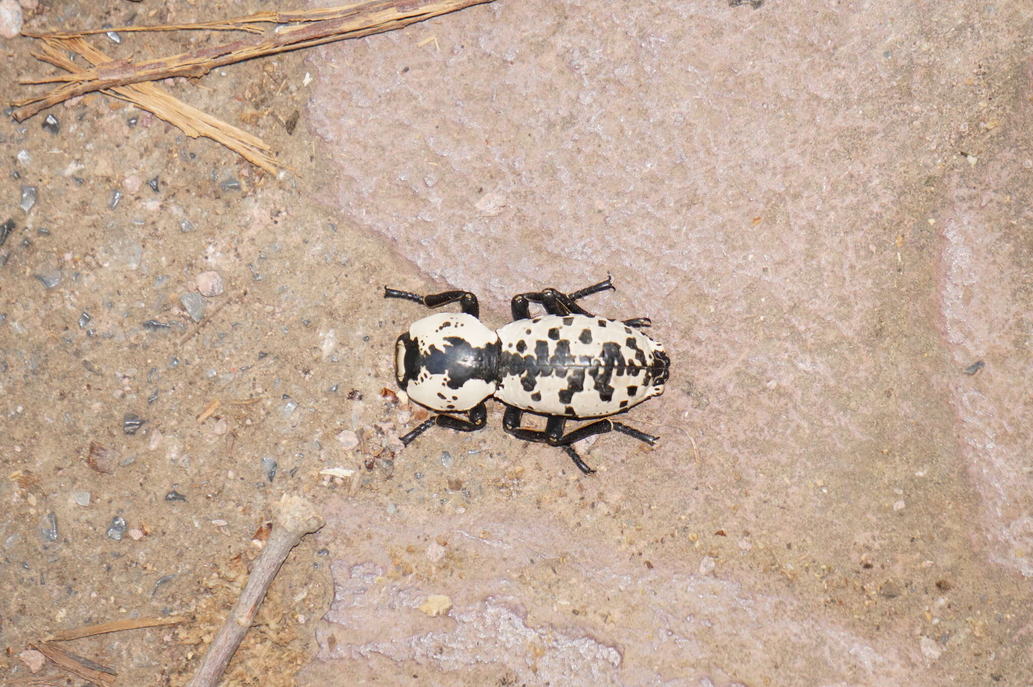 Image of Zopherus nodulosus Solier 1841