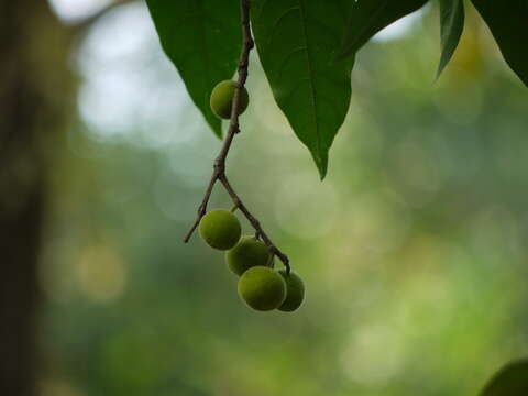 Ficus exasperata Vahl的圖片