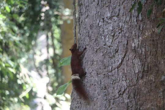 Image of Callosciurus finlaysonii annellatus Thomas 1929