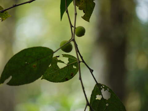 Ficus exasperata Vahl的圖片