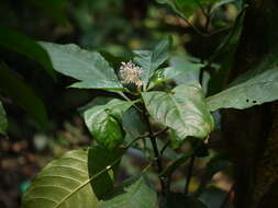 Imagem de Chassalia curviflora (Wall.) Thwaites