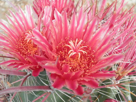 Image of Ferocactus gracilis subsp. gracilis