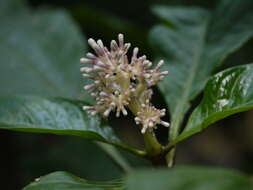 Imagem de Chassalia curviflora (Wall.) Thwaites