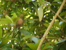 Image of sapodilla