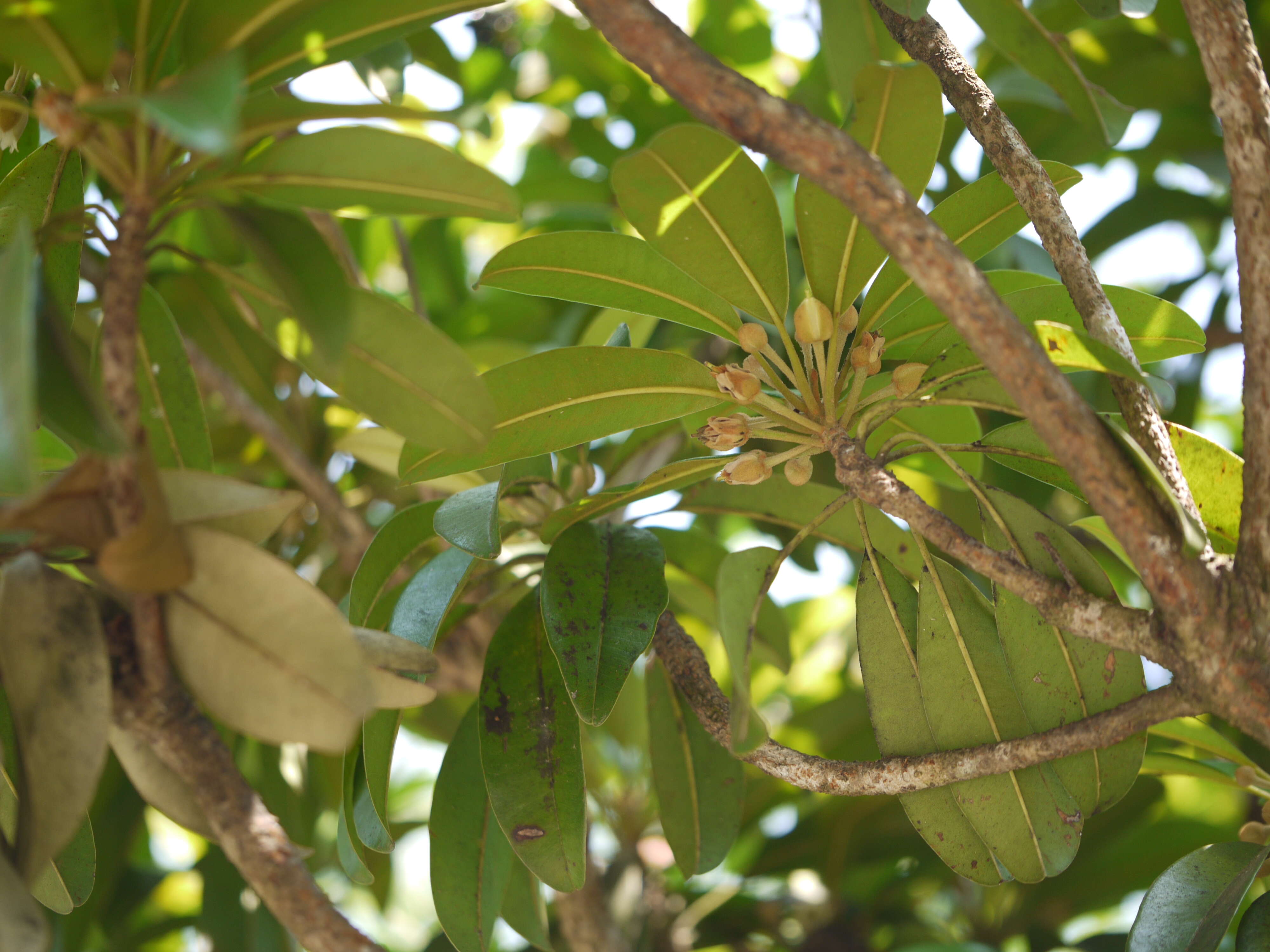 Image of sapodilla