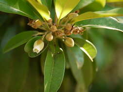 Image of sapodilla