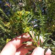 Image of Euphorbia esuliformis S. Schauer