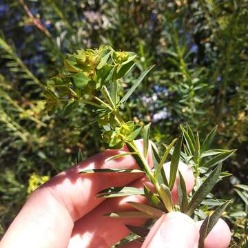 Image of Euphorbia esuliformis S. Schauer