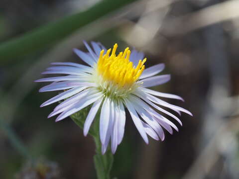 صورة Symphyotrichum defoliatum (Parish) G. L. Nesom