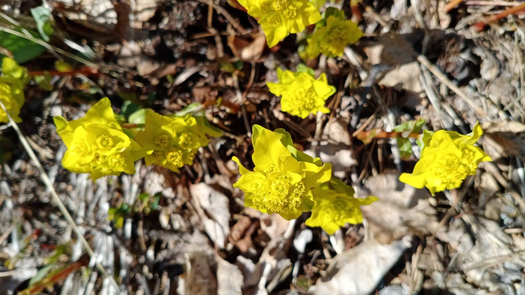 Слика од Euphorbia altaica Ledeb.