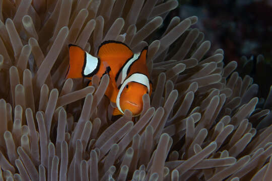 Image de Poisson-clown du Pacifique