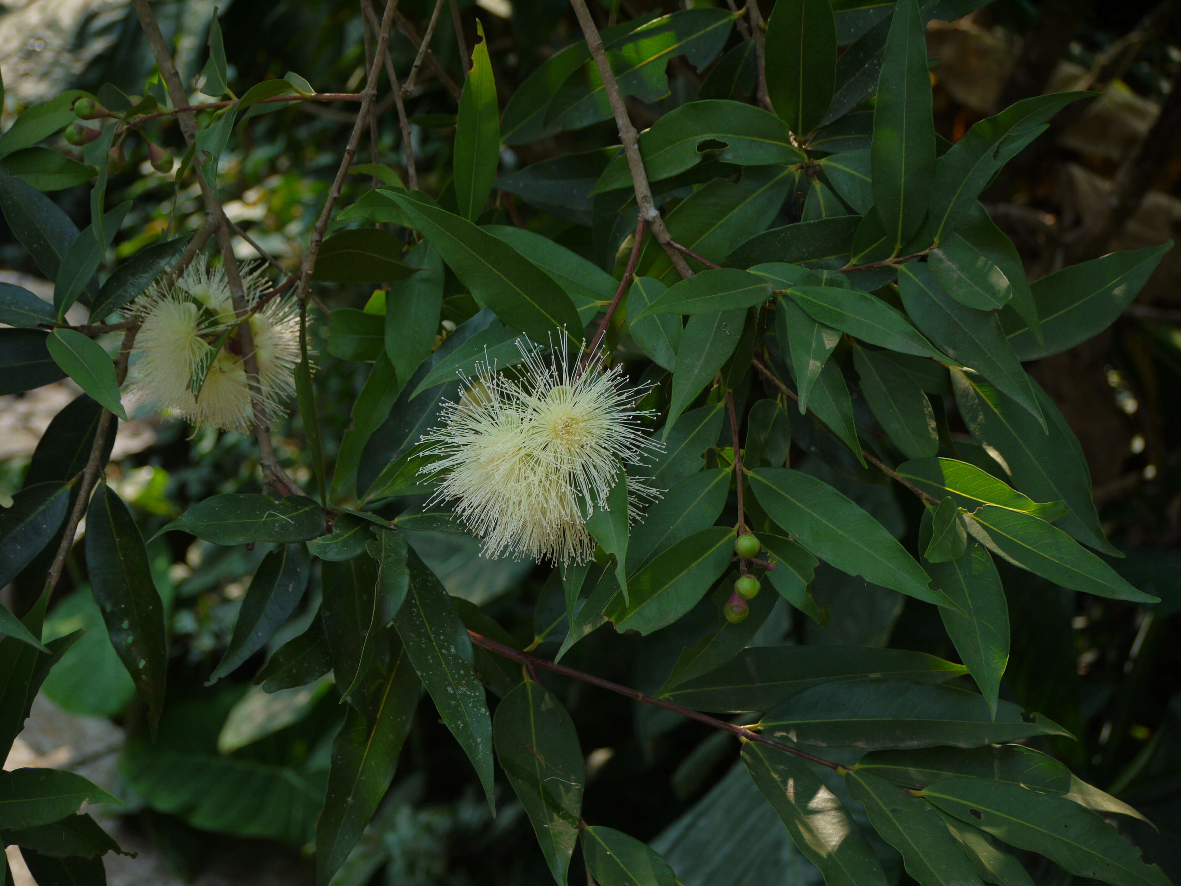 Слика од Syzygium jambos (L.) Alston