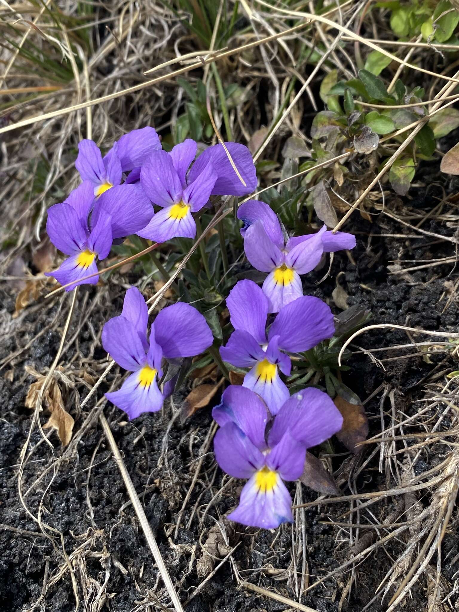 Image of Viola aethnensis Parl.