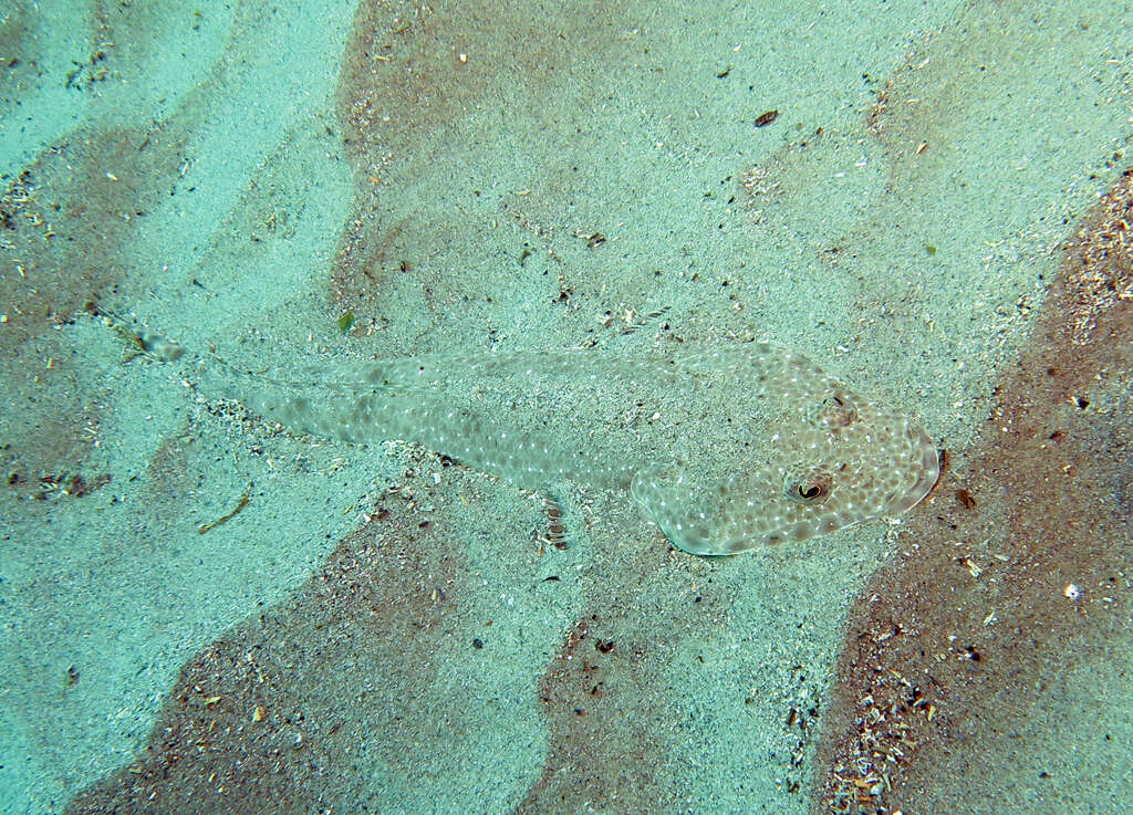Image of Blue-spotted flathead