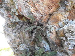 Image of coastal lipfern