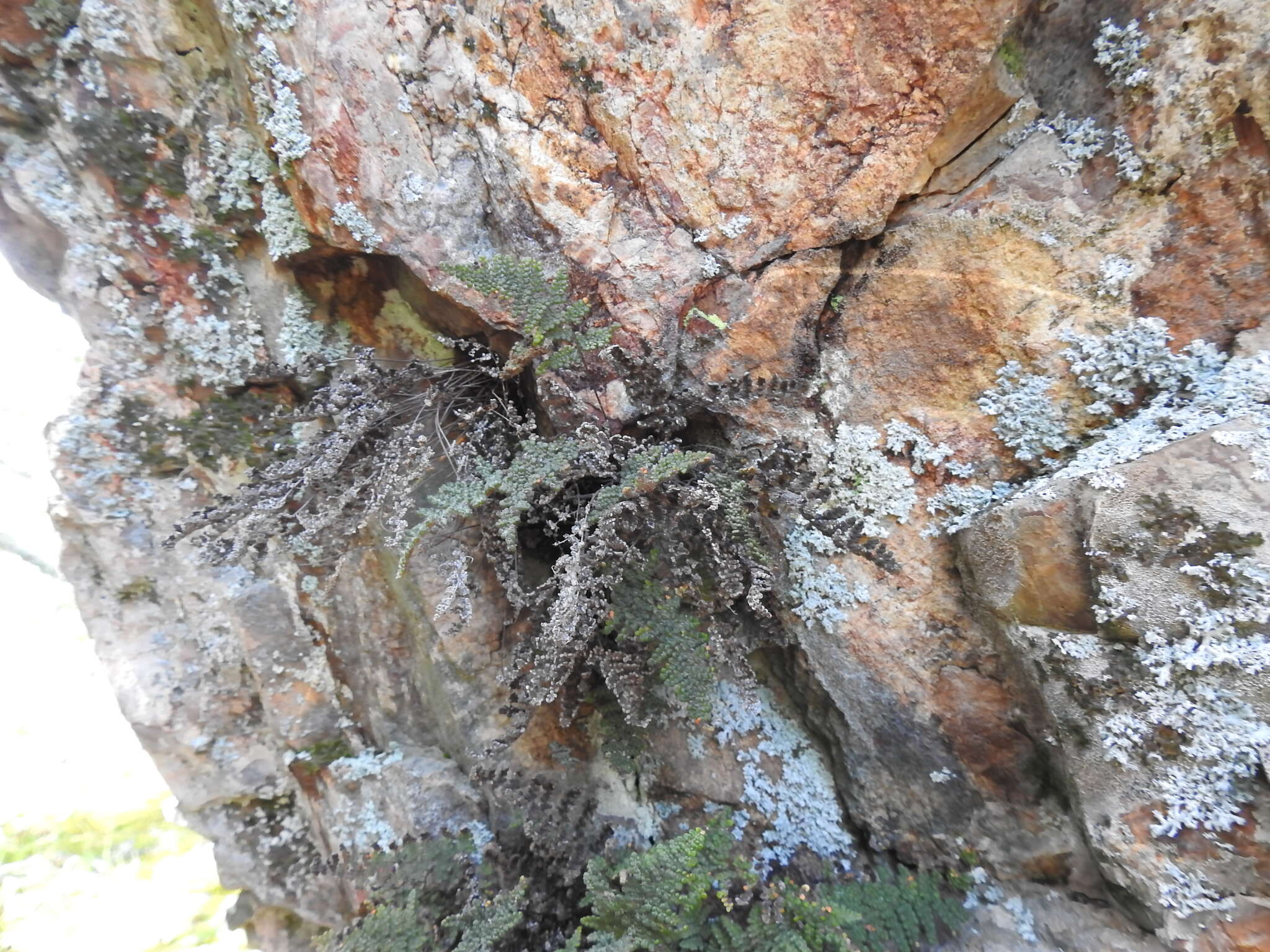 Image of coastal lipfern