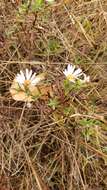 Image of Hall's aster