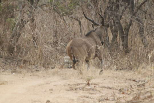 Image of giant eland