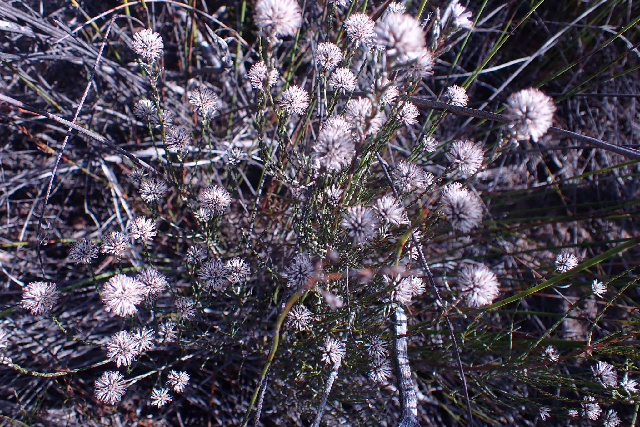 Image of Stoebe microphylla DC.