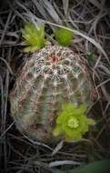 Image de Echinocereus viridiflorus subsp. viridiflorus