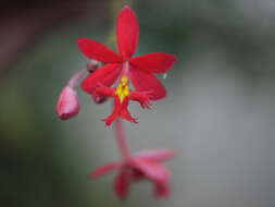 Plancia ëd Epidendrum radicans Pav. ex Lindl.