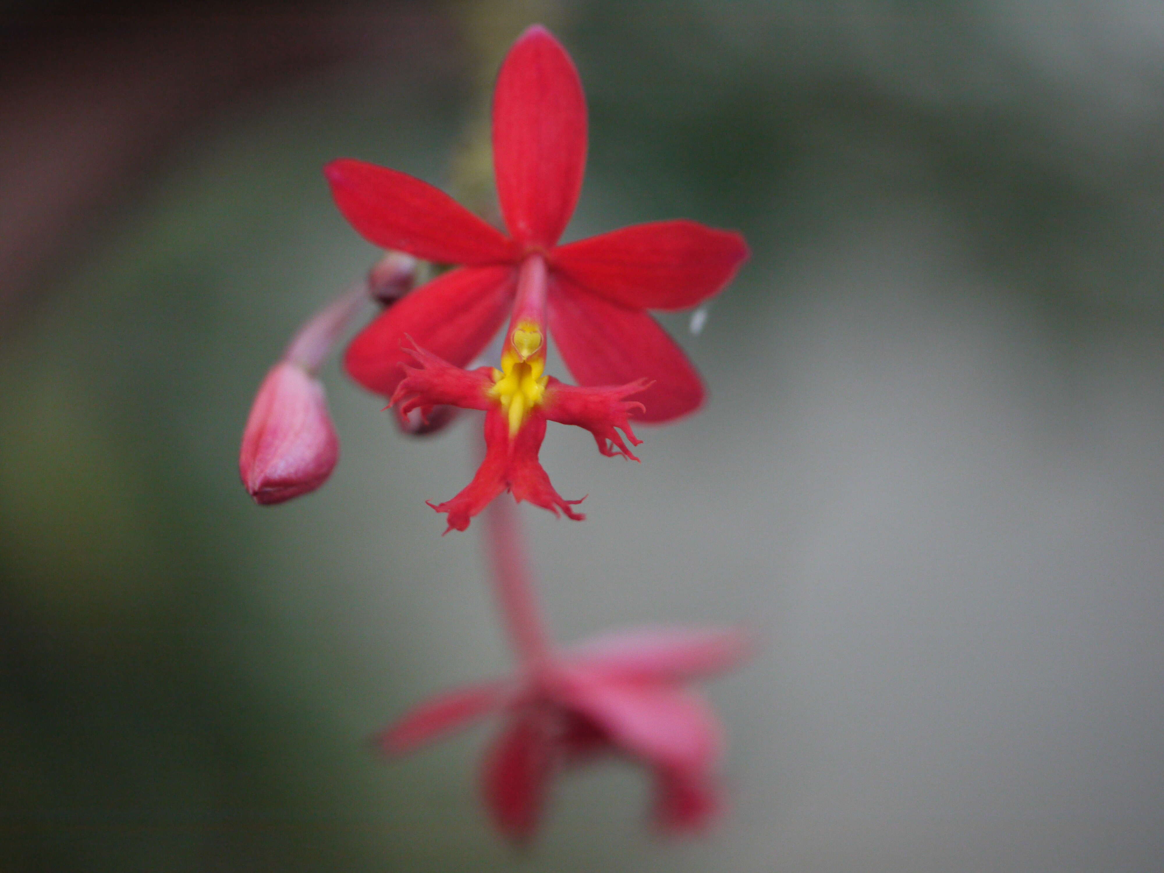 Plancia ëd Epidendrum radicans Pav. ex Lindl.