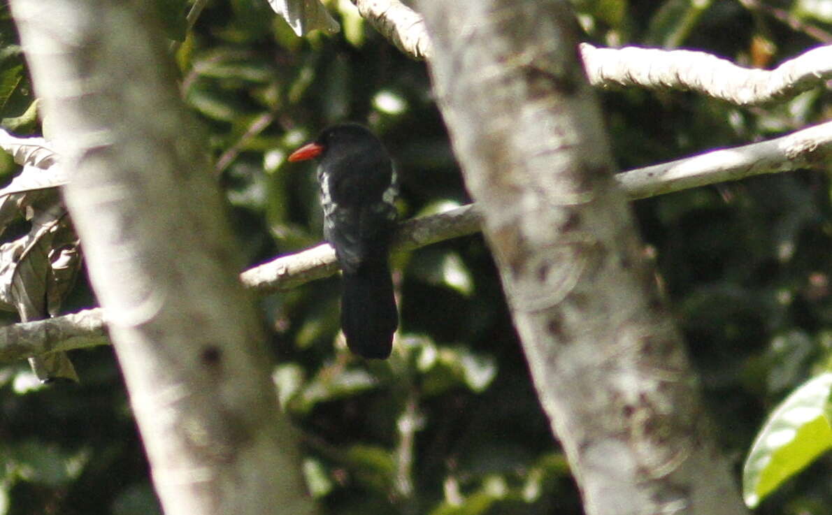 Image of Black Nunbird