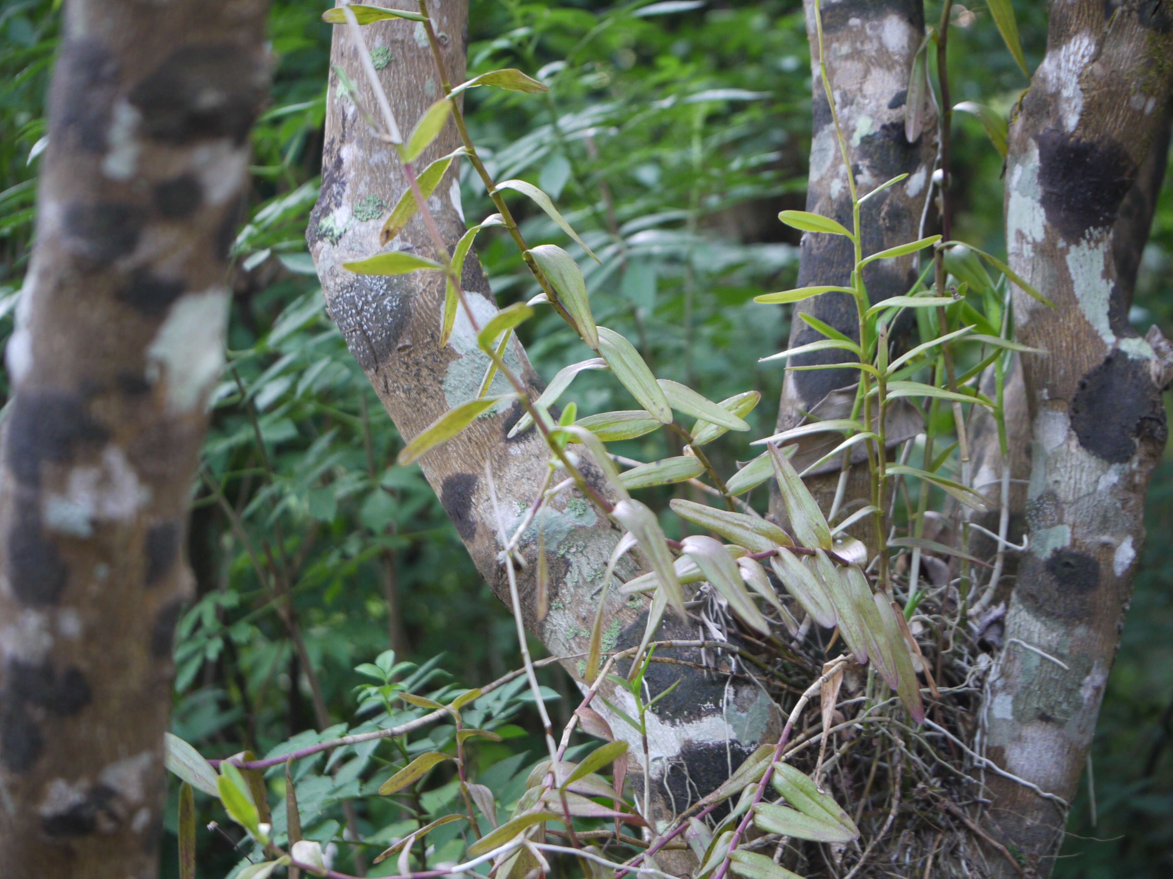 Plancia ëd Epidendrum radicans Pav. ex Lindl.