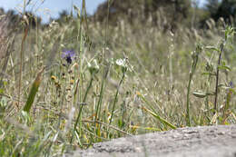 Imagem de Ornithogalum arabicum L.