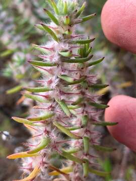 Image de Sclerolaena lanicuspis (F. Müll.) F. Müll. ex Benth.