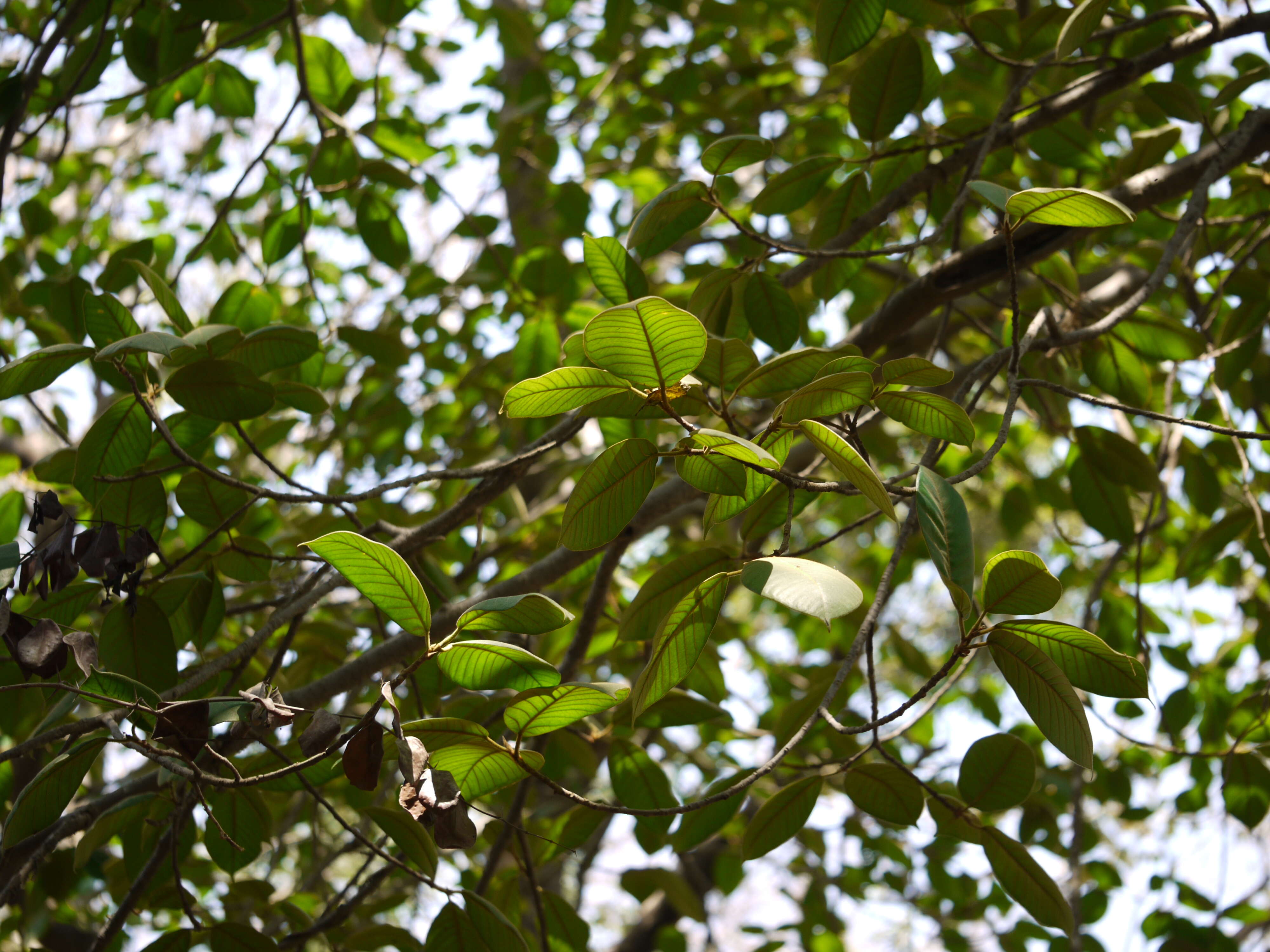 Image of brown-woolly fig